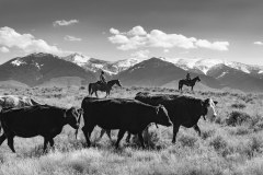 Cattle Drive