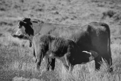Cattle Drive