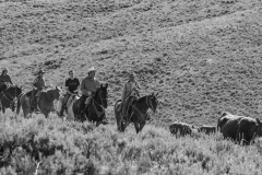 Cattle Drive