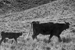Cattle Drive