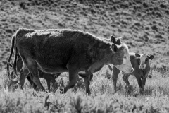 Cattle Drive