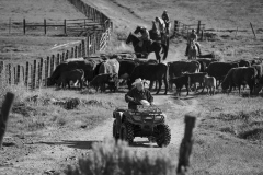 Cattle Drive