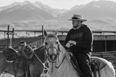 Cattle Drive