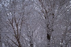 Winter wonderland