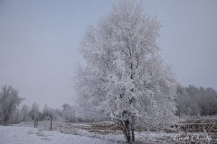 Winter wonderland