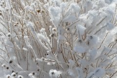 Winter wonderland