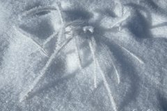 Winter wonderland