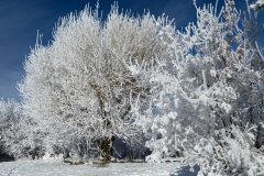 Winter wonderland
