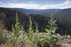 Scenes of Idaho