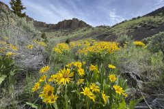 Scenes of Idaho
