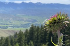 Scenes of Idaho