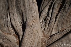 20111018-arizona-10