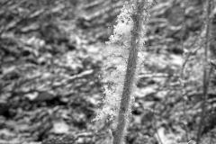 Snow sticks to prickly foliage on Sunday, March 15, 2020, in Salmon, Idaho.  (© 2020 Cindi Christie/Cyanpixel)