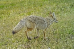 20170925_trailcam_02