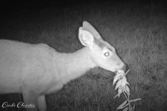 20170925_trailcam_03