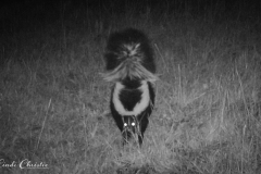 20170925_trailcam_04