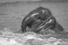 World Elephant Day