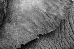 World Elephant Day