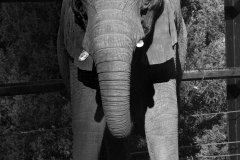 ELEPHANTS