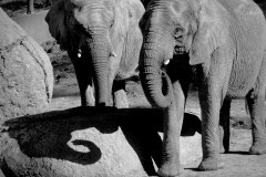World Elephant Day