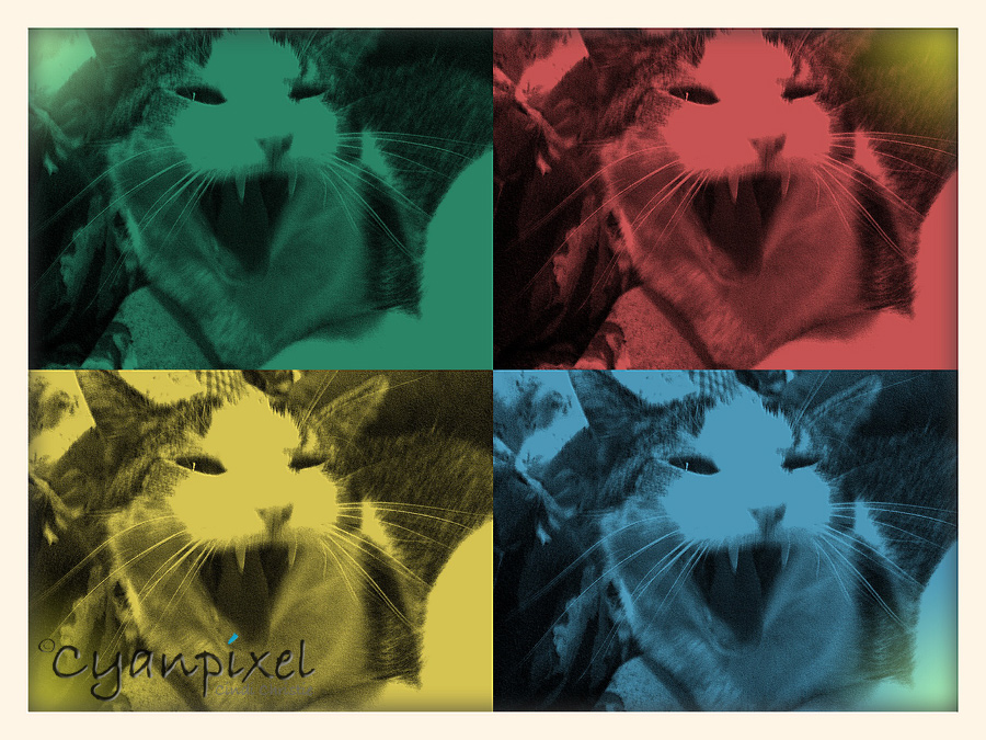 RIP Jasper, the friendly cat