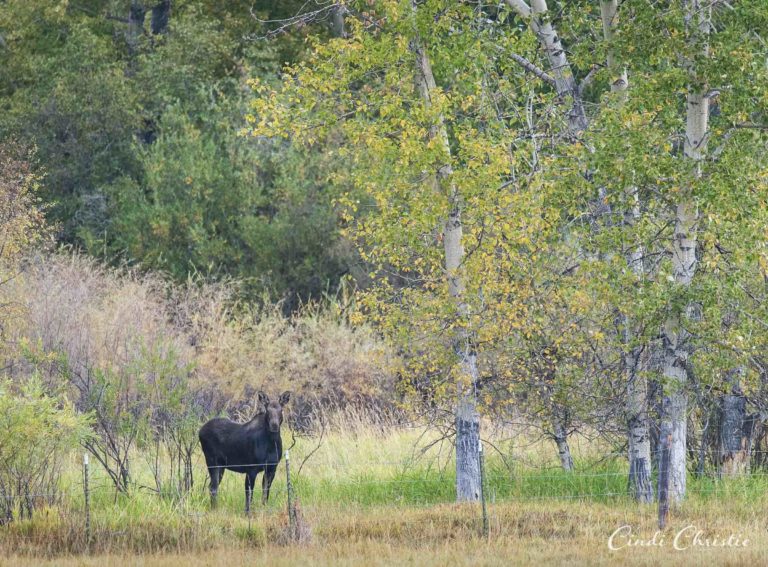 Looking for a moose in all the wrong places