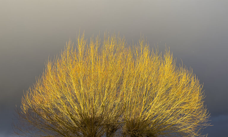 The beauty of trees