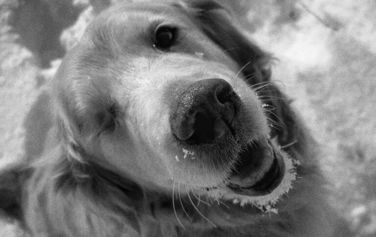The nose knows snow